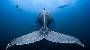 Une image contenant mammifre aquatique, dauphin

Description gnre automatiquement