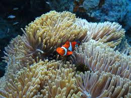 Une image contenant clentr, nature, rcif, corail

Description gnre automatiquement