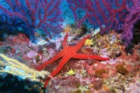 Une image contenant invertbr, trs color, corail, clentr

Description gnre automatiquement