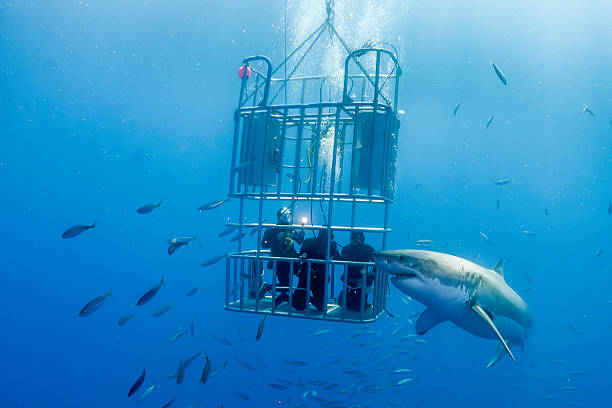 Une image contenant eau, requin, fond marin

Description gnre automatiquement
