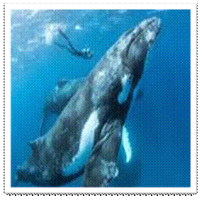 Une image contenant mammifre, bleu, phoque, nageant

Description gnre automatiquement