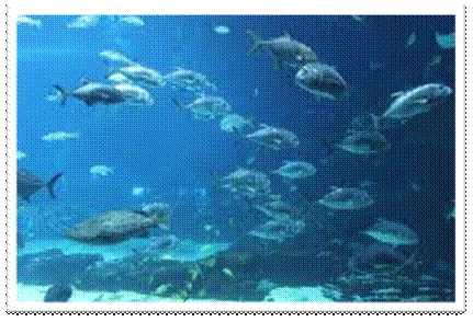 Une image contenant nageant, sous leau, fond marin

Description gnre automatiquement